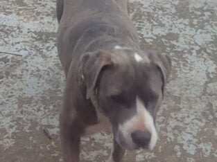 Staffordshire Terrier