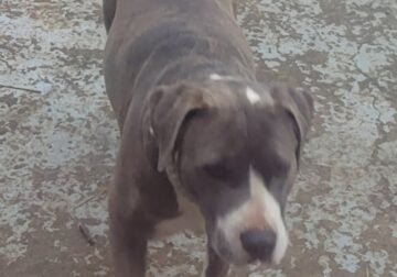 Staffordshire Terrier