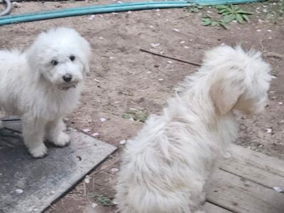 Goldendoodle pups