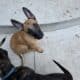 Belgian Malinois Puppies