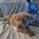Bully Puppies Ready for Homes!