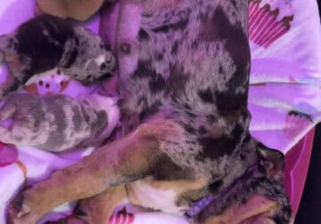 🐶Bulldog Puppies – Seeking Loveing home