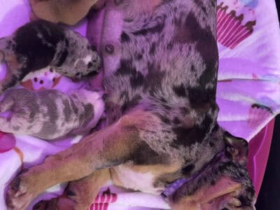 🐶Bulldog Puppies – Seeking Loveing home