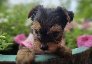 Yorkie Puppies