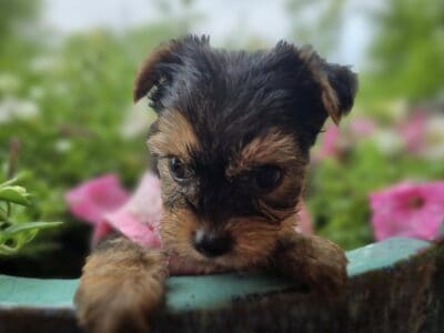 Yorkie Puppies