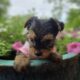 Yorkie Puppies
