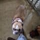 FREE BOSTON TERRIER TO GOOD HOME