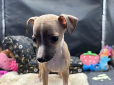 Italian greyhound females
