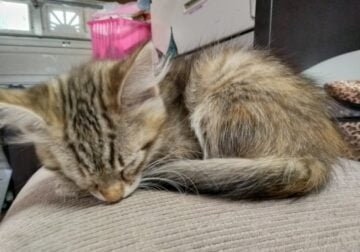 Adorable lovable kittens need good homes