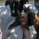 XL American Bully x APBT puppies!
