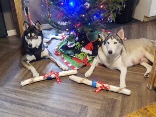 Huskies