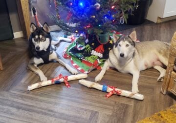Huskies