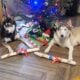 Huskies