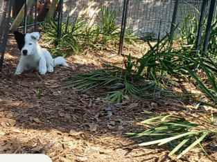 American Akita Girl Puppy – PHANTOM