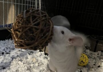 Baby Chinchillas!