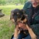 Small Loving Puppies Need Good Homes