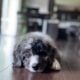 tricolor merle male bernedoodle