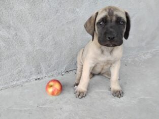 Bull/English Mastiff