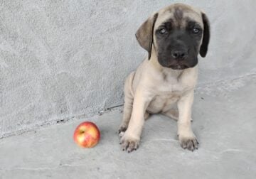 Bull/English Mastiff