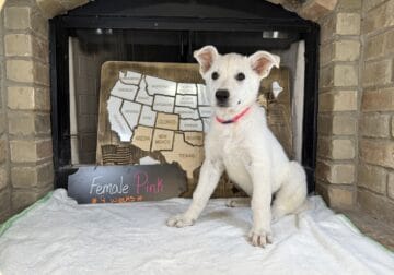 AKC German Shepherds