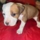 American Staffordshire Terrier Bully UKC/ABR