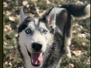 Rehoming year and half male huskey