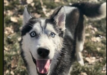 Rehoming year and half male huskey
