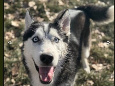 Rehoming year and half male huskey