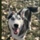 Rehoming year and half male huskey