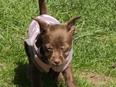 Adorable long haired chihuahua