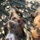 XL American Bully x APBT puppies!