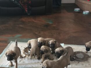 English mastiff pups