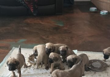 English mastiff pups