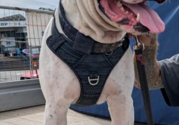 Scott Pedigree American Bulldog