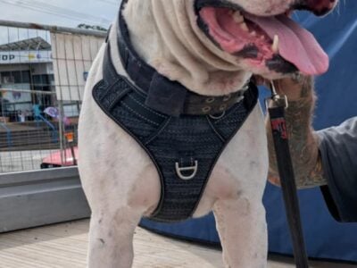 Scott Pedigree American Bulldog