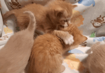 Adorable Kittens Looking for Loving Homes