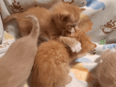 Adorable Kittens Looking for Loving Homes