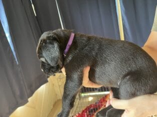 Cane Corso puppies