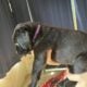 Cane Corso puppies