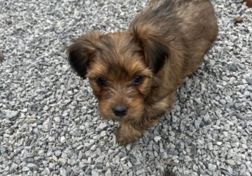 Shorkie puppies 8 weeks