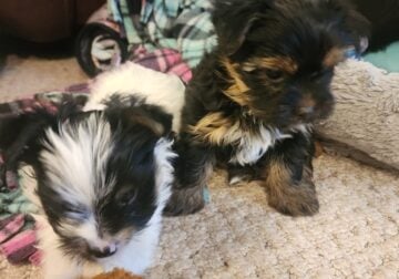 Yorkie puppies – Male