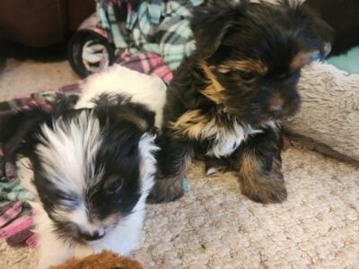 Yorkie puppies – Male