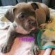 Pitbull puppies