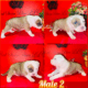 American Staffordshire Terrier Bully UKC/ABR