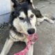 Rehoming 3yr old