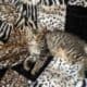 American Bobtail kittens available Purrfect! ❤️