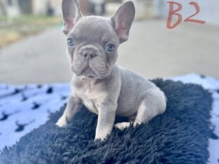 French bulldog puppies
