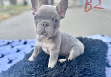 French bulldog puppies