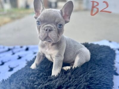 French bulldog puppies
