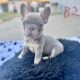 French bulldog puppies
